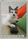 cross eyed cat