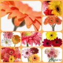 gerbera daisy