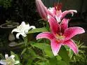Lilys