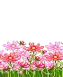 Pink Flower
