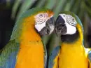 animals