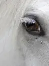sad beauty