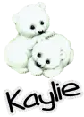 Polar bears Kaylie