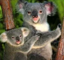 koala bears in a line