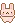 mini bunny