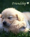 dogs