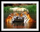 Kissing tigers
