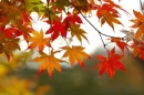Fall