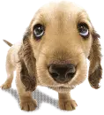puppie