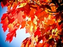 Fall,Leaves