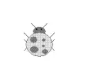 ladybug`