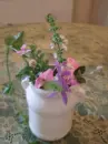 herb flowers