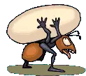ant