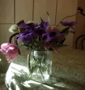 anemone