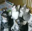 cute cats