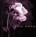 the rose
