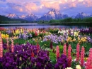 Colorful Forest