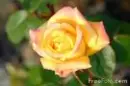 yellow rose