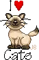 love cats