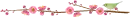 cherry blossom