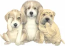 cute puppies
