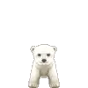 AwwPolarBaby