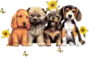 cute puppies