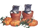 kittens
