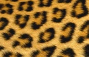furr