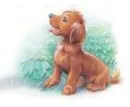 Martine's puppy