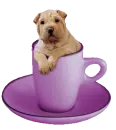 puppy in a purple tea cup