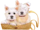 white pupps in a purse