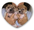 two puppies
