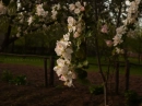 Apple Flowers