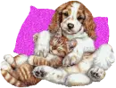 cat & dog