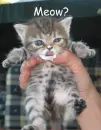 kitty