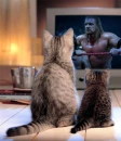 catz