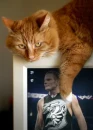 jeff hardy 