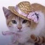 kitten 