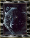 scary looking wolf