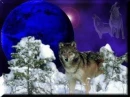 Beautiful wolf