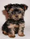Yorkie