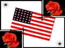 america rose
