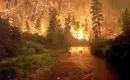 Deer Escaping Fire