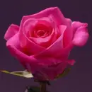 pink rose