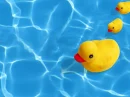 rubber duck