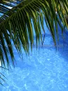 tropical 