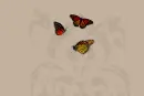 Butterflies