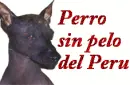 Perro sin pelo del peru para el mundo