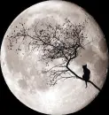 Cat Night